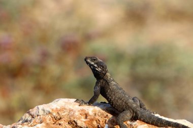 kertenkele Akdeniz kıyılarında büyük bir kaya üzerinde oturur ve güneşin basks 