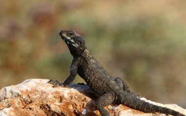 kertenkele Akdeniz kıyılarında büyük bir kaya üzerinde oturur ve güneşin basks 