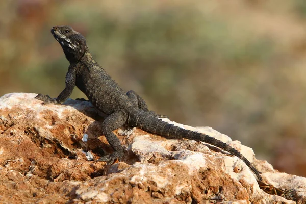 Lagarto Senta Sobre Uma Grande Rocha Nas Margens Mar Mediterrâneo — Fotografia de Stock