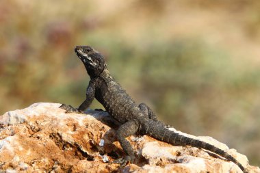 kertenkele Akdeniz kıyılarında büyük bir kaya üzerinde oturur ve güneşin basks 