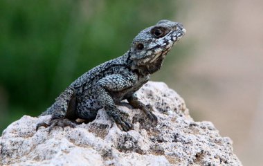 kertenkele Akdeniz kıyılarında büyük bir kaya üzerinde oturur ve güneşin basks 