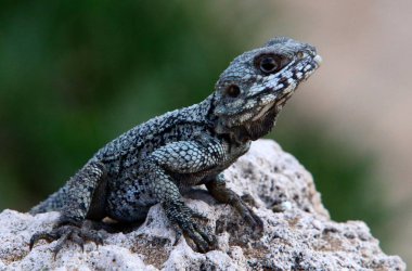 kertenkele Akdeniz kıyılarında büyük bir kaya üzerinde oturur ve güneşin basks 