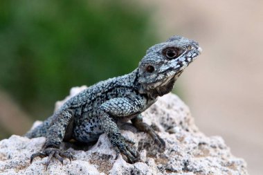 kertenkele Akdeniz kıyılarında büyük bir kaya üzerinde oturur ve güneşin basks 