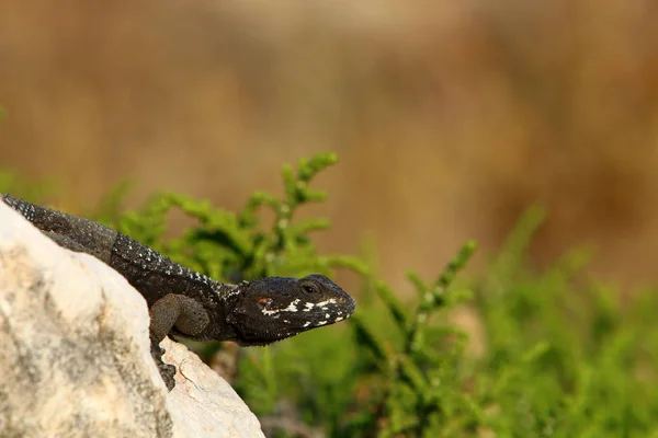 Lizard Sits Large Rock Shores Mediterranean Sea Basks Sun — Stock Photo, Image