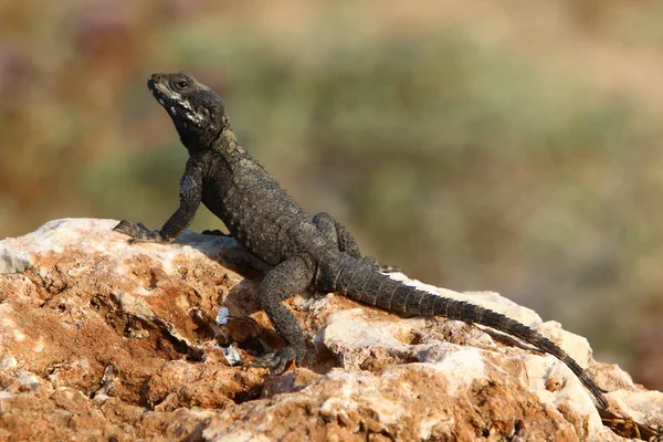 Lagarto Senta Sobre Uma Grande Rocha Nas Margens Mar Mediterrâneo — Fotografia de Stock