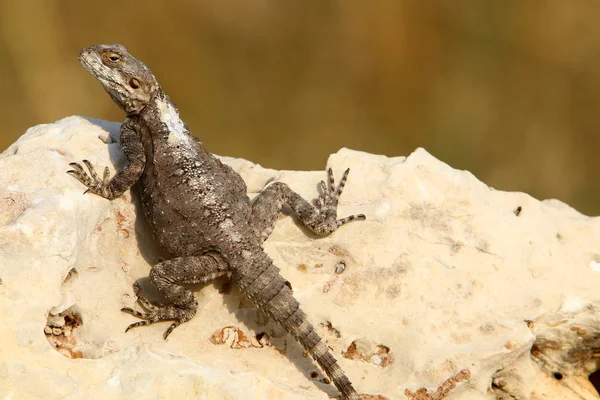 Kertenkele Akdeniz Kıyılarında Büyük Bir Kaya Üzerinde Oturur Güneşin Basks — Stok fotoğraf