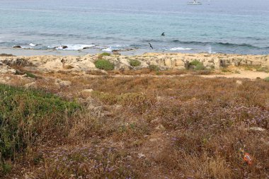 Akdeniz'de İsrail devletinin kuzey kıyısında 