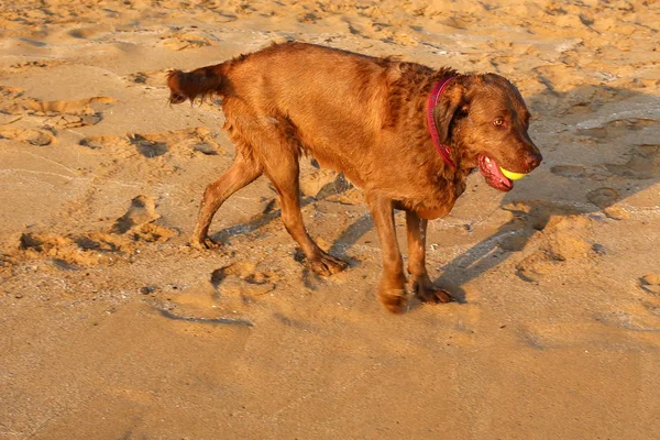 Собака Берегу Средиземного Моря — стоковое фото
