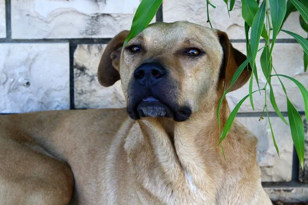 Perro Orillas Del Mar Mediterráneo — Foto de Stock