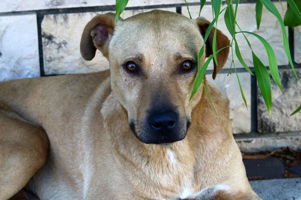 Perro Orillas Del Mar Mediterráneo — Foto de Stock