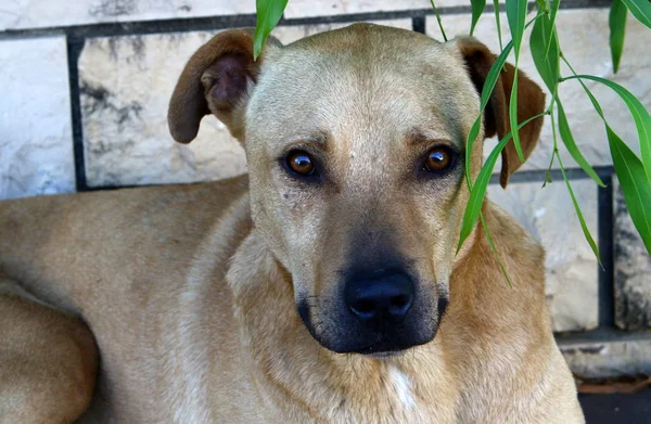 Perro Orillas Del Mar Mediterráneo — Foto de Stock