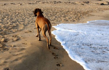 Israil Eyaleti kuzeyinde Akdeniz kıyılarında kum ayak izleri 