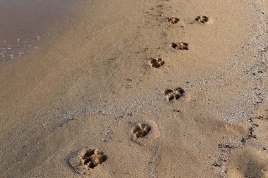 Israil Eyaleti kuzeyinde Akdeniz kıyılarında kum ayak izleri 