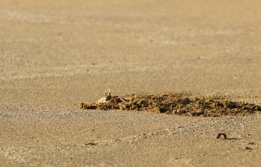Israil Eyaleti kuzeyinde Akdeniz kıyılarında kum ayak izleri 