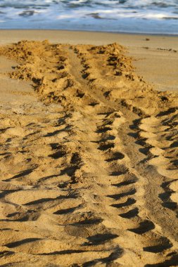 Israil Eyaleti kuzeyinde Akdeniz kıyılarında kum ayak izleri 