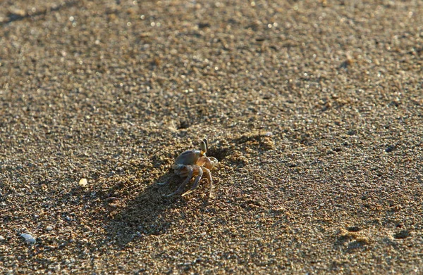 Israil Eyaleti kuzeyinde Akdeniz kıyılarında kum ayak izleri 