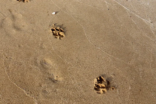 footprints in the sand on the shores of the Mediterranean in the north of the state of Israel