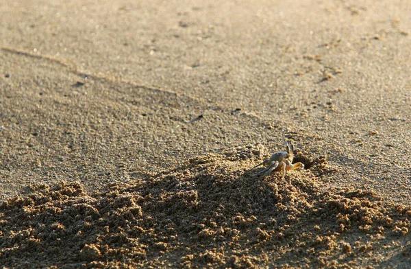 Fußabdrücke Sand Den Ufern Des Mittelmeeres Norden Des Staates Israel — Stockfoto