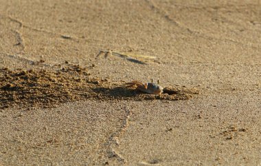 Israil Eyaleti kuzeyinde Akdeniz kıyılarında kum ayak izleri 