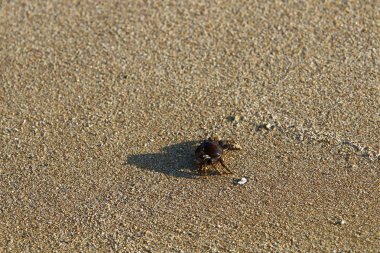 Israil Eyaleti kuzeyinde Akdeniz kıyılarında kum ayak izleri 