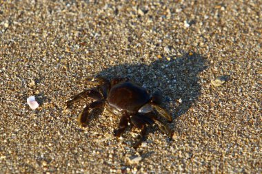 Israil Eyaleti kuzeyinde Akdeniz kıyılarında kum ayak izleri 