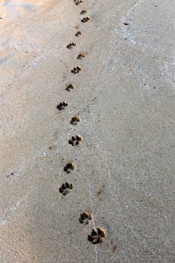 Israil Eyaleti kuzeyinde Akdeniz kıyılarında kum ayak izleri 
