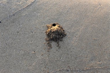 Israil Eyaleti kuzeyinde Akdeniz kıyılarında kum ayak izleri 