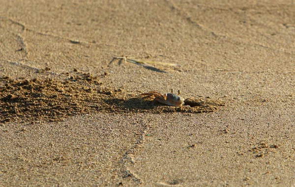Israil Eyaleti kuzeyinde Akdeniz kıyılarında kum ayak izleri 