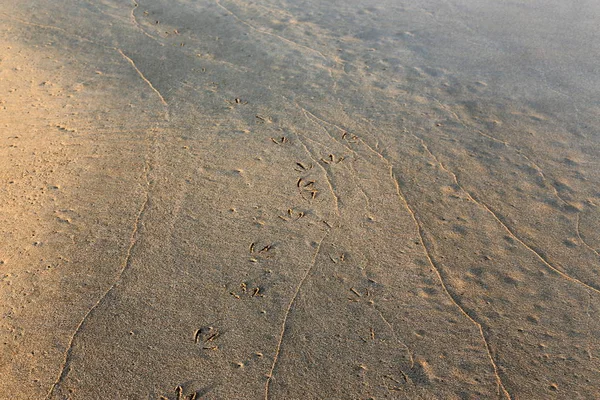 在以色列国北部地中海沿岸的沙滩上留下的足迹 — 图库照片