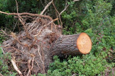 ahşap doku ve ahşap ürünleri 