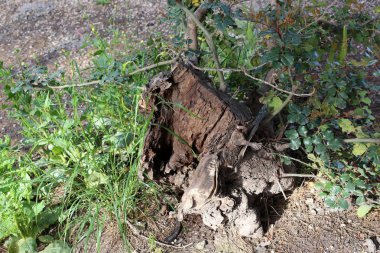 ahşap doku ve ahşap ürünleri 