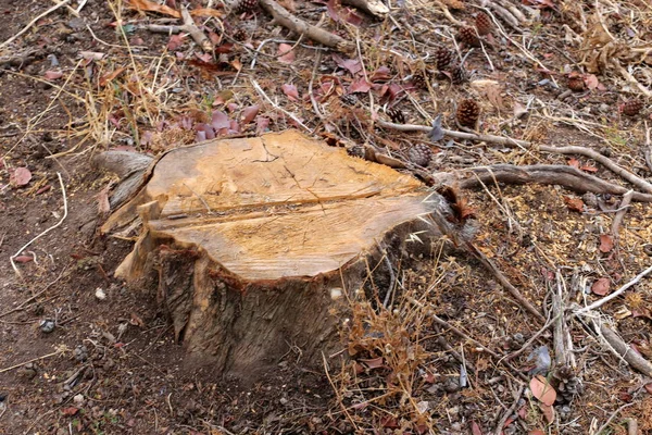 ahşap doku ve ahşap ürünleri 