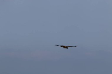 Dünya'nın gökyüzünün görünümü günün saatine, mevsime ve ana hava durumuna bağlıdır..