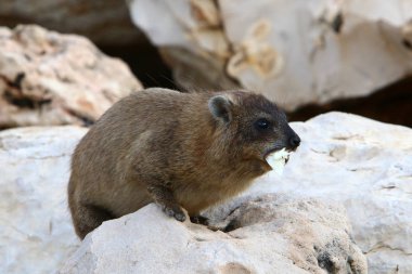 Daman bir kayanın üzerinde oturur ve Kuzey İsrail'de güneşin tadını çıkarır 