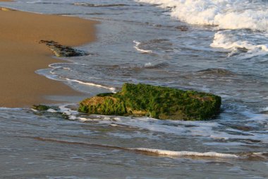İsrail'in kuzeyinde Akdeniz kıyısında taş ve kabukları 