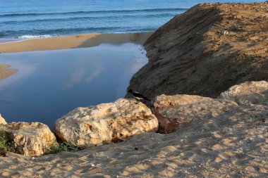 İsrail'in kuzeyinde Akdeniz kıyısında taş ve kabukları 