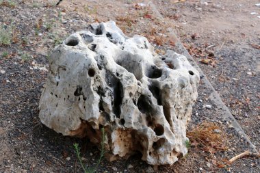 İsrail'in kuzeyinde Akdeniz kıyısında taş ve kabukları 