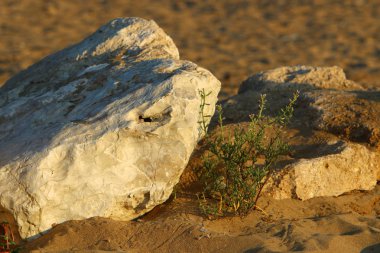 İsrail'in kuzeyinde Akdeniz kıyısında taş ve kabukları 