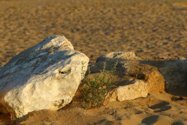 İsrail'in kuzeyinde Akdeniz kıyısında taş ve kabukları 