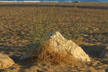 İsrail'in kuzeyinde Akdeniz kıyısında taş ve kabukları 
