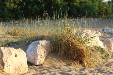 İsrail'in kuzeyinde Akdeniz kıyısında taş ve kabukları 