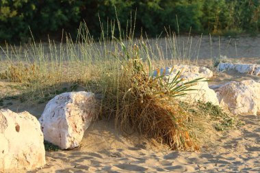 İsrail'in kuzeyinde Akdeniz kıyısında taş ve kabukları 