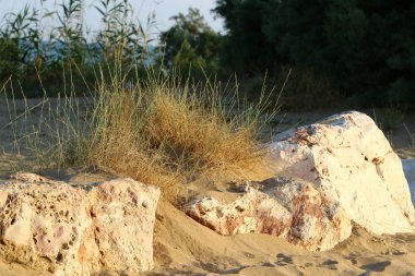 İsrail'in kuzeyinde Akdeniz kıyısında taş ve kabukları 