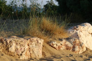 İsrail'in kuzeyinde Akdeniz kıyısında taş ve kabukları 