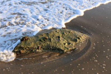 İsrail'in kuzeyinde Akdeniz kıyısında taş ve kabukları 