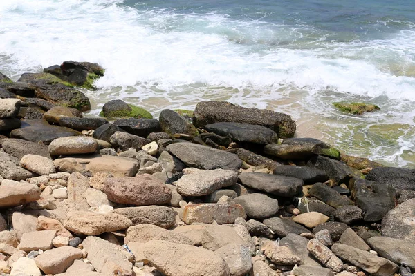 Stenen Schelpen Aan Middellandse Zeekust Het Noorden Van Israël — Stockfoto