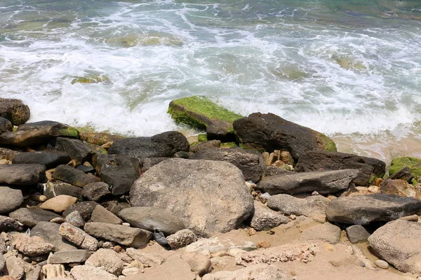 イスラエル北部の地中海沿岸の石と貝殻 — ストック写真