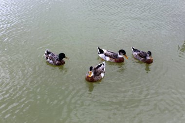 İsrail devletinin kuzeyinde rezervuar kıyısında parkta kuş 