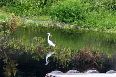 İsrail devletinin kuzeyinde rezervuar kıyısında parkta kuş 