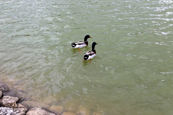 Ave Parque Orilla Del Embalse Norte Del Estado Israel — Foto de Stock